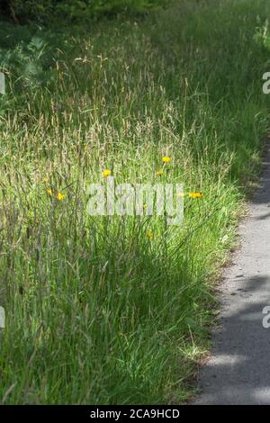 Somewhat overgrown rural roadside country lane with tall grasses and yellow flowers of something like Hieracium. Hiding in the weeds metaphor. Stock Photo