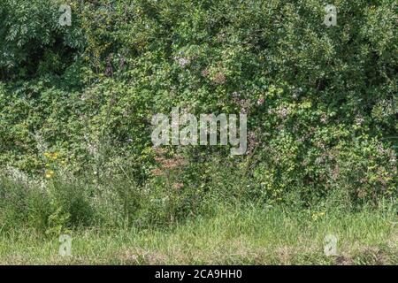 Brambles and a variety of colourful UK roadside weeds in summer sunshine. Stock Photo