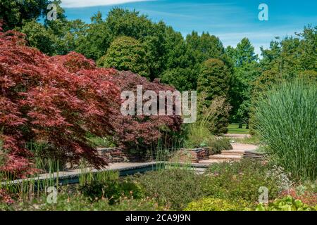 formal rectangular walled garden with a pond and red acer trees Stock Photo
