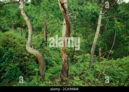 a Rainforest on the Bolaven Plateau near the city of Pakse in the Province Champasak in Lao in the south of Lao.   Lao, Pakse, July, 1996 Stock Photo