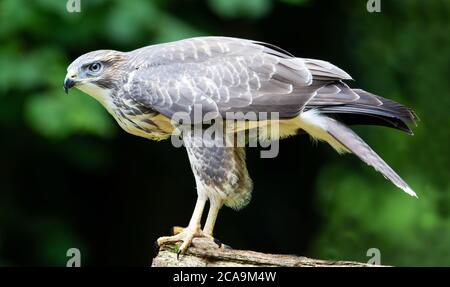 Newly fledged Common Buzzard in the Cotswold Hills Stock Photo