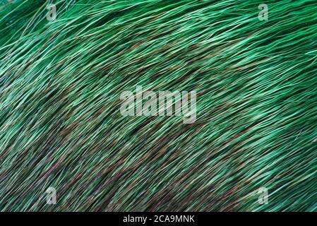 fur texture, green deer Stock Photo