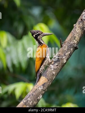 A beautiful female Greater flameback woodpecker (Chrysocolaptes guttacristatus), perched on the trunk of a dead tree in Karnataka, India Stock Photo