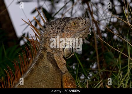 Closeup portrait of invasive wild iguana in Florida at Brian Piccolo Sports Park Stock Photo