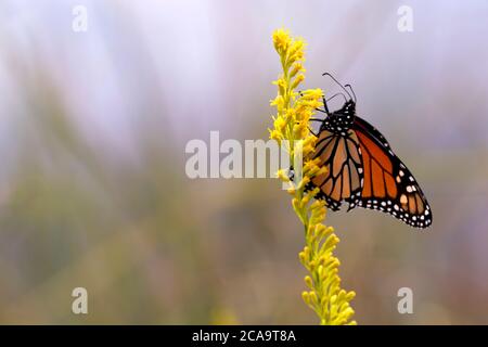 Monarch butterfly on yellow flower stem with copy space.  Location is St. Marks National Wildlife Refuge in Florida Stock Photo