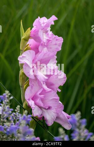Close up of a beautiful pink gladiolus with green background and purple flowers in the foreground Stock Photo