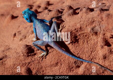 An isolated close up image of a  Blue Agama (Sinai Agama) lizard on the red sand stones of Wadi Rum, Jordan. This is a male in mating season which cha Stock Photo