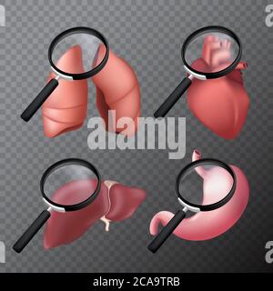 Set of human body organs with a magnifying glass - lungs, heart, liver, stomach. 3D realistic vector illustration on a transparent background Stock Vector