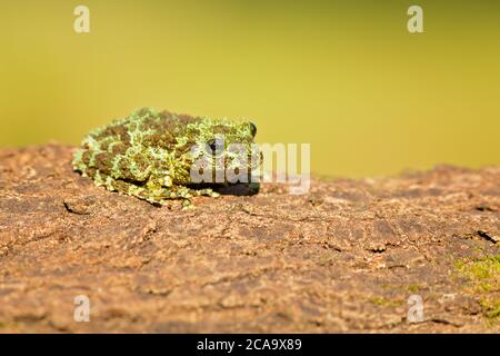 Theloderma corticale (common names: mossy frog, Vietnamese mossy frog, and Tonkin bug-eyed frog) is a species of frog in the family Rhacophorida Stock Photo