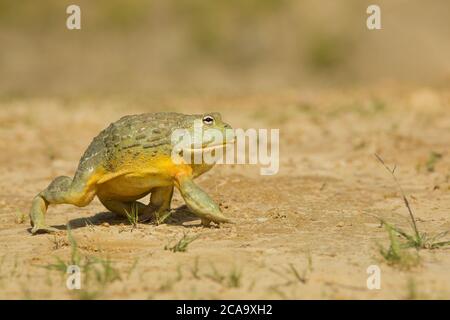 African bullfrog (Pyxicephalus adspersus) is a species of frog in the family Pyxicephalidae. It is also known as the pixie frog due to its scientific Stock Photo