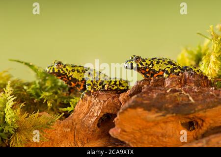 Oriental fire-bellied toad (Bombina orientalis) is a small (4 cm, 2") semiaquatic frog species found in Korea, northeastern China, and Russia Stock Photo