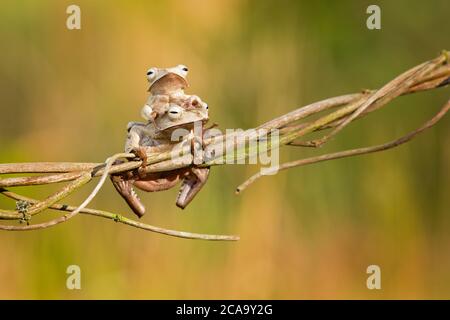 Polypedates otilophus (also known as the file-eared tree frog, Borneo eared frog, or bony-headed flying frog) is a endemic frog Stock Photo