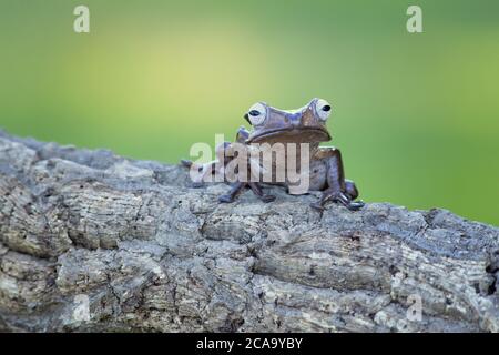 Polypedates otilophus (also known as the file-eared tree frog, Borneo eared frog, or bony-headed flying frog) is a endemic frog Stock Photo