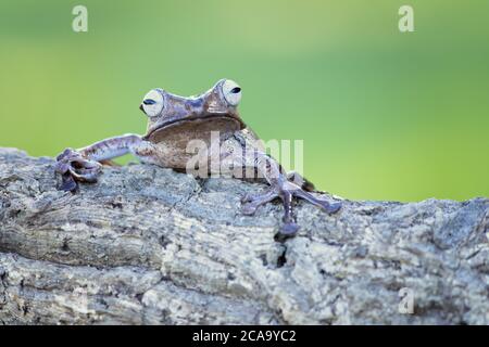 Polypedates otilophus (also known as the file-eared tree frog, Borneo eared frog, or bony-headed flying frog) is a endemic frog Stock Photo