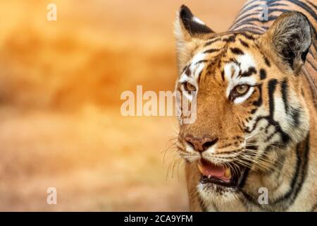 Tiger in the Wild during an evening patrol in the territory Stock Photo