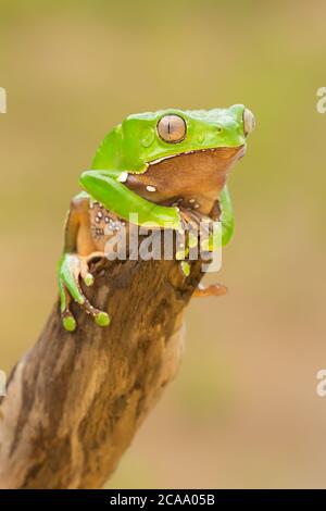 Phyllomedusa bicolor, also known as the blue-and-yellow frog, biracial tree-frog, giant monkey frog, giant leaf frog or waxy-monkey treefrog Stock Photo