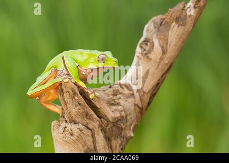 Phyllomedusa bicolor, also known as the blue-and-yellow frog, biracial tree-frog, giant monkey frog, giant leaf frog or waxy-monkey treefrog Stock Photo