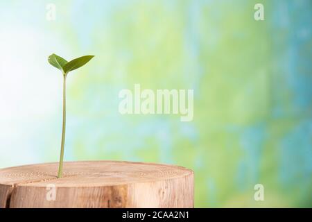 Young plant grows from the inside Old tree on a green background, concept of sprout New life grows Stock Photo