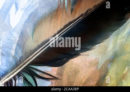 A bird's feather on a multicolored background Stock Photo