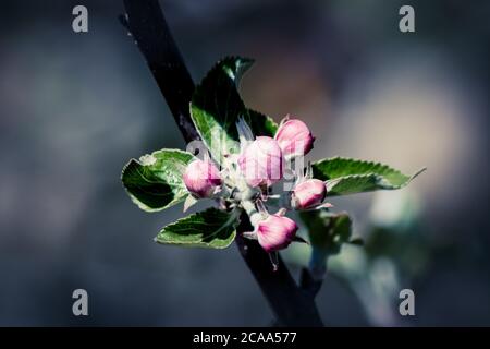 Apple Blossoms in the Spring Stock Photo