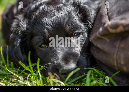 Cute black puppy dog sleeping in sunshine on grass next to a cushion Stock Photo