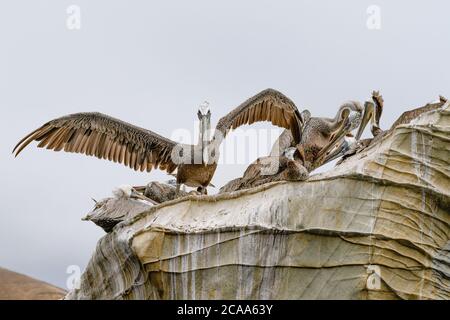 Flock of pelicans on a cliff top.  Close up view from water, taken from kayak Stock Photo