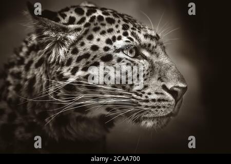 North-Chinese leopard, leopard, head, black and white, the best photo. Stock Photo