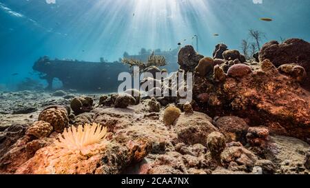 Ship wreck 'Tugboat' in  shallow water of coral reef in Caribbean sea with Sea Anemone, Curacao Flag, view to surface and sunbeams Stock Photo