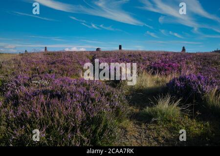 Heathland on the champ du feu in the vosges mountains in france Stock Photo