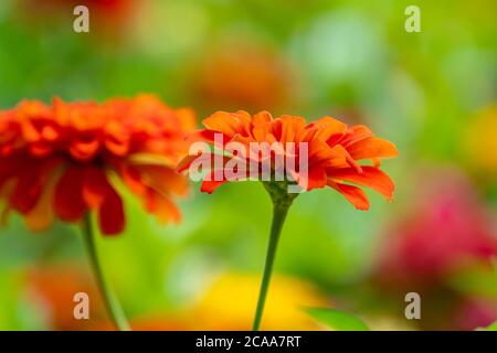 Colorful flowers in park in Batumi, Georgia Stock Photo