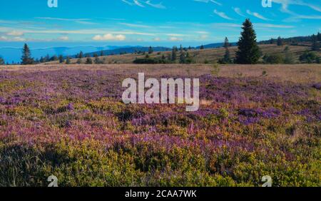 Heathland on the champ du feu in the vosges mountains in france Stock Photo