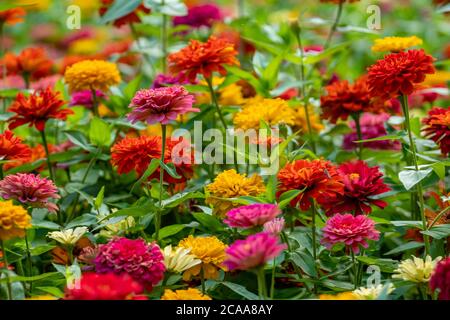 Colorful flowers in park in Batumi, Georgia Stock Photo