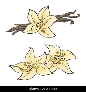 Vanilla pod flower graphic color isolated sketch illustration vector Stock Vector