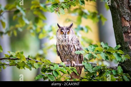 Long Eared Owl sitting on a tree Asio otus, Long eared owl in a tree looking trough colorful autumn leaves. Stock Photo