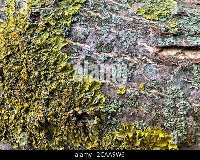 digitally altered seamless texture mossy bark on rain forest tree background Stock Photo