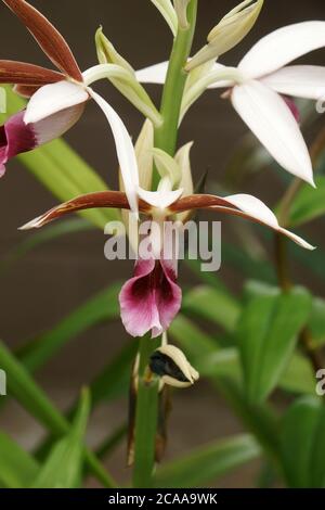 Greater Swamp-orchid (Phaius tankervilleae). Called Swamp Lily, Swamp orchid, Nun's-hood orchid, Veiled orchid, Lady Tankerville's swamp orchid also Stock Photo