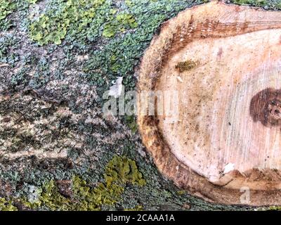 Moss and mold affect a wood panel. Stock Photo