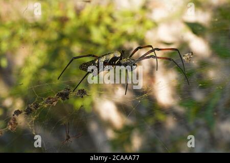 Red legged golden orb weaver spider female - Nephila inaurata madagascariensis, resting on her nest, sun over blurred bushes in background Stock Photo