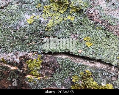 heartwood texture. old tree. Wood and moss texture. Stock Photo