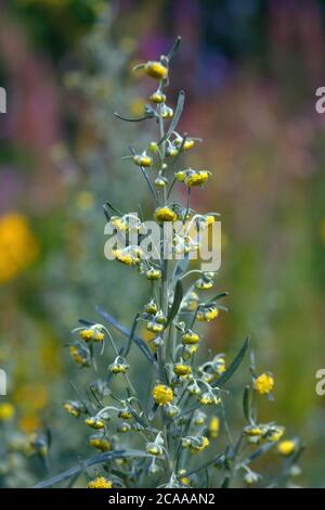 Wormwood Artemisia absinthium in garden. Wormwood plant used for herbal medicine. Stock Photo