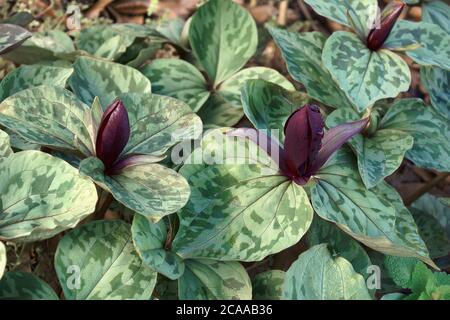 Little Sweet Betsy (Trillium cuneatum). Called Large toadshade, Purple toadshade, Bloody butcher and Whip-poor-will flower also Stock Photo