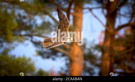 Saker falcon, Falco cherrug, bird of prey in flight. Bird hunting on the sky. Wildlife scene from nature. The best photo. Stock Photo