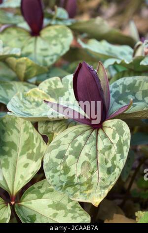 Little Sweet Betsy (Trillium cuneatum). Called Large toadshade, Purple toadshade, Bloody butcher and Whip-poor-will flower also Stock Photo