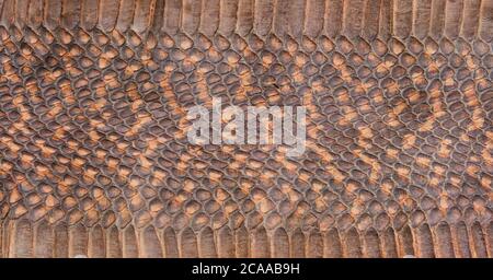 Texture of the leather of a snake as a background. Banner Stock Photo