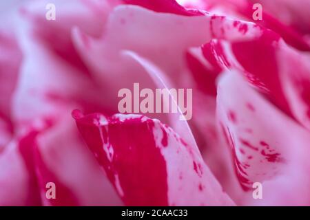 Beautiful striped petals of Scentimental floribunda rose bush showing pink and white colour detail Stock Photo