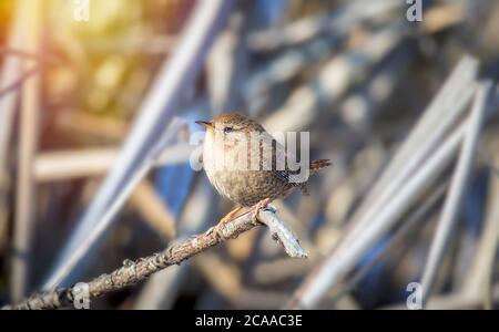 The Eurasian wren in the nature habitat. Troglodytes troglodytes. Very small bird. Wildlife scene from czech nature, sitting on a log in the grass. Th