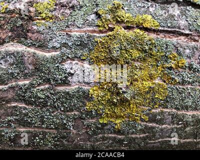 Wood textured background with green moss texture Stock Photo