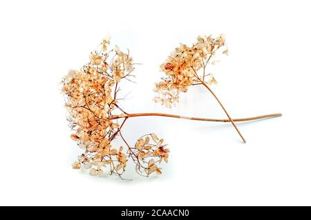 Dried yellow inflorescences of Achillea millefolium or hydrangea, isolated against a white background. The seed heads form a frame. Stock Photo