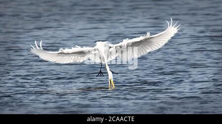Wildlife background of white heron great egret Ardea alba hunting on a pond, flies over the water and catches fish, has fish in its beak. The best pho Stock Photo