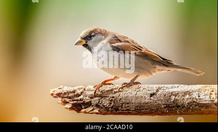 Eurasian tree sparrow Passer montanus sitting on a branch, close-up and shining wonderful colorful light, the best photo.